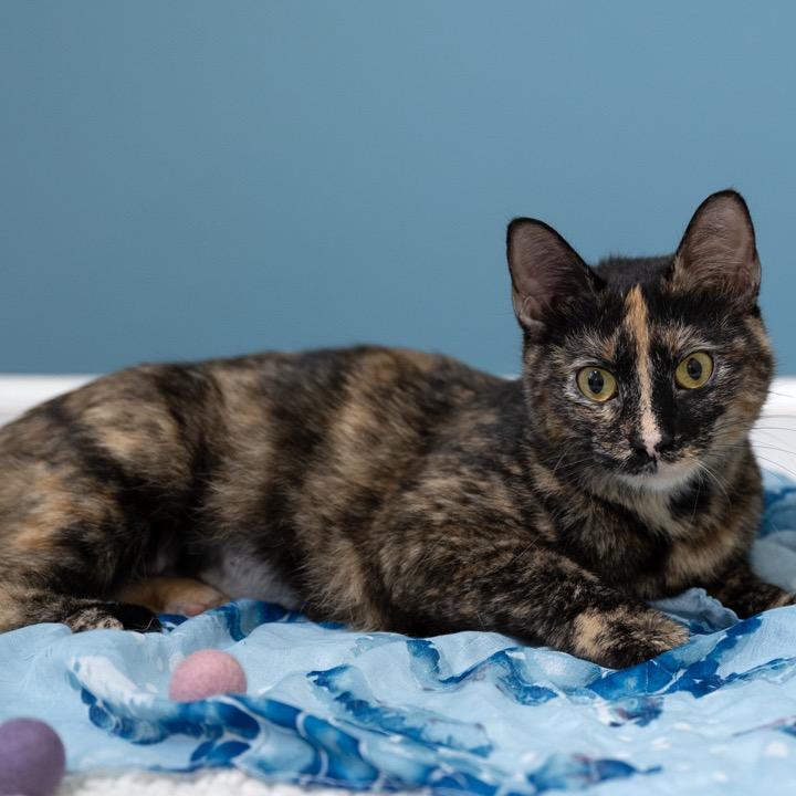 Jessie, a Adoptable Domestic Short Hair in Pekin, IL image 2/5