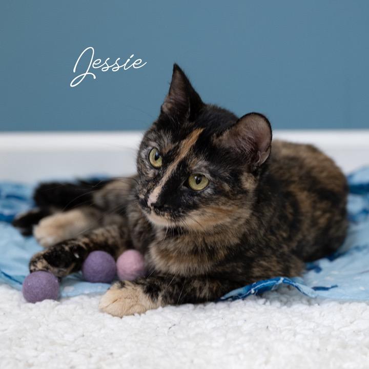 Jessie, a Adoptable Domestic Short Hair in Pekin, IL image 3/5