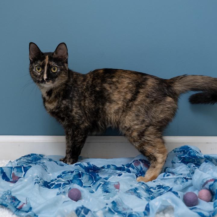Jessie, a Adoptable Domestic Short Hair in Pekin, IL image 4/5