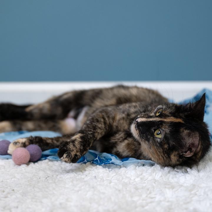 Jessie, a Adoptable Domestic Short Hair in Pekin, IL image 5/5