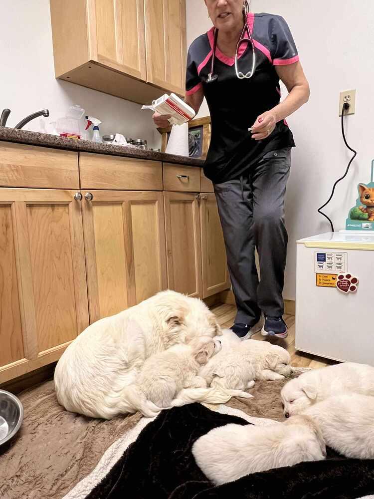 Lovey, Adoptable, Young Female Great Pyrenees.