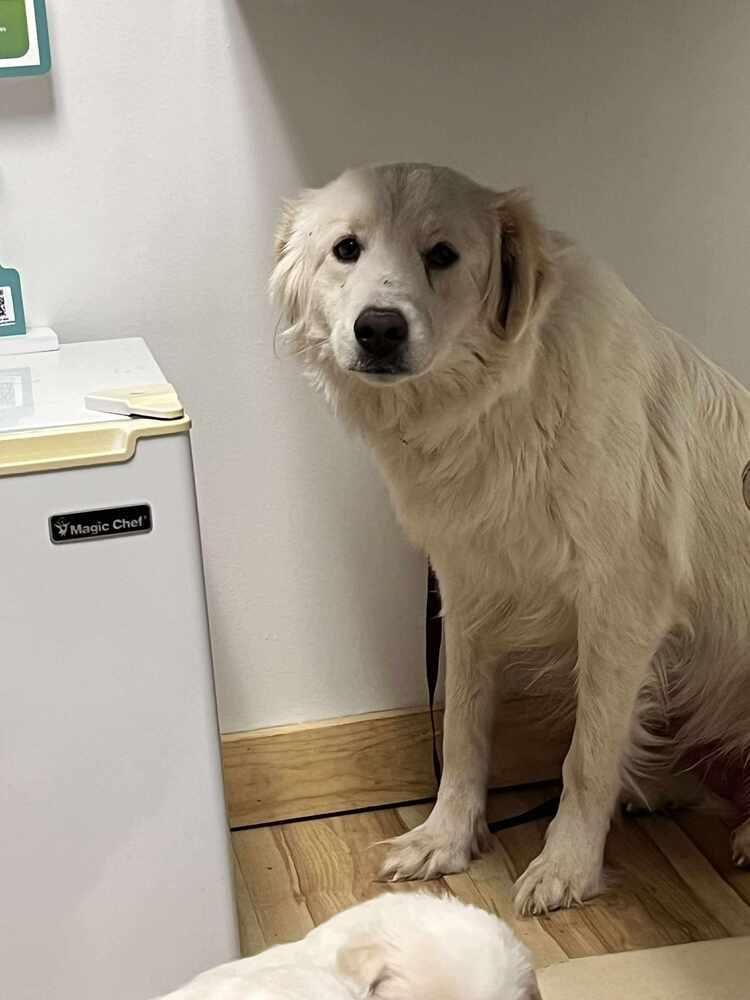 Enlarge Lovey, a Adoptable mixed breed in Cortez, CO image 3/3