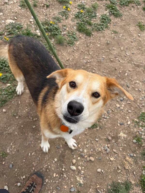 Enlarge Greg, a Adoptable mixed breed in Fort Collins, CO image 1/6