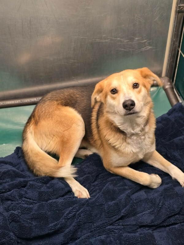 Enlarge Greg, a Adoptable mixed breed in Fort Collins, CO image 2/6