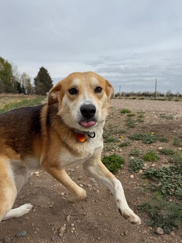 Enlarge Greg, a Adoptable mixed breed in Fort Collins, CO image 3/6