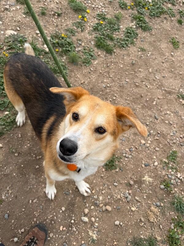 Enlarge Greg, a Adoptable mixed breed in Fort Collins, CO image 4/6