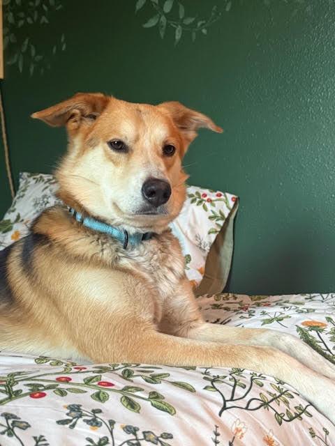 Enlarge Greg, a Adoptable mixed breed in Fort Collins, CO image 5/6