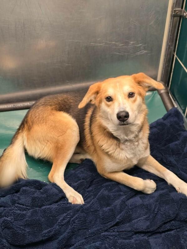 Enlarge Greg, a Adoptable mixed breed in Fort Collins, CO image 6/6