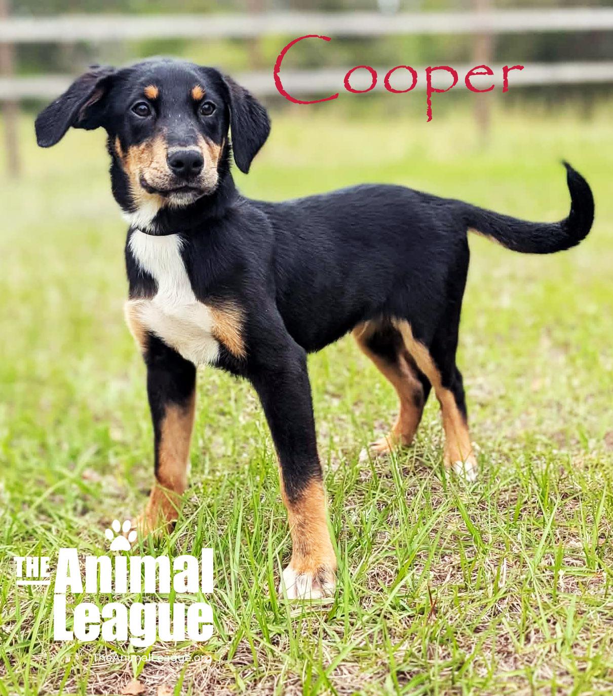 Enlarge Cooper, a Adoptable mixed breed in Groveland, FL image 3/5