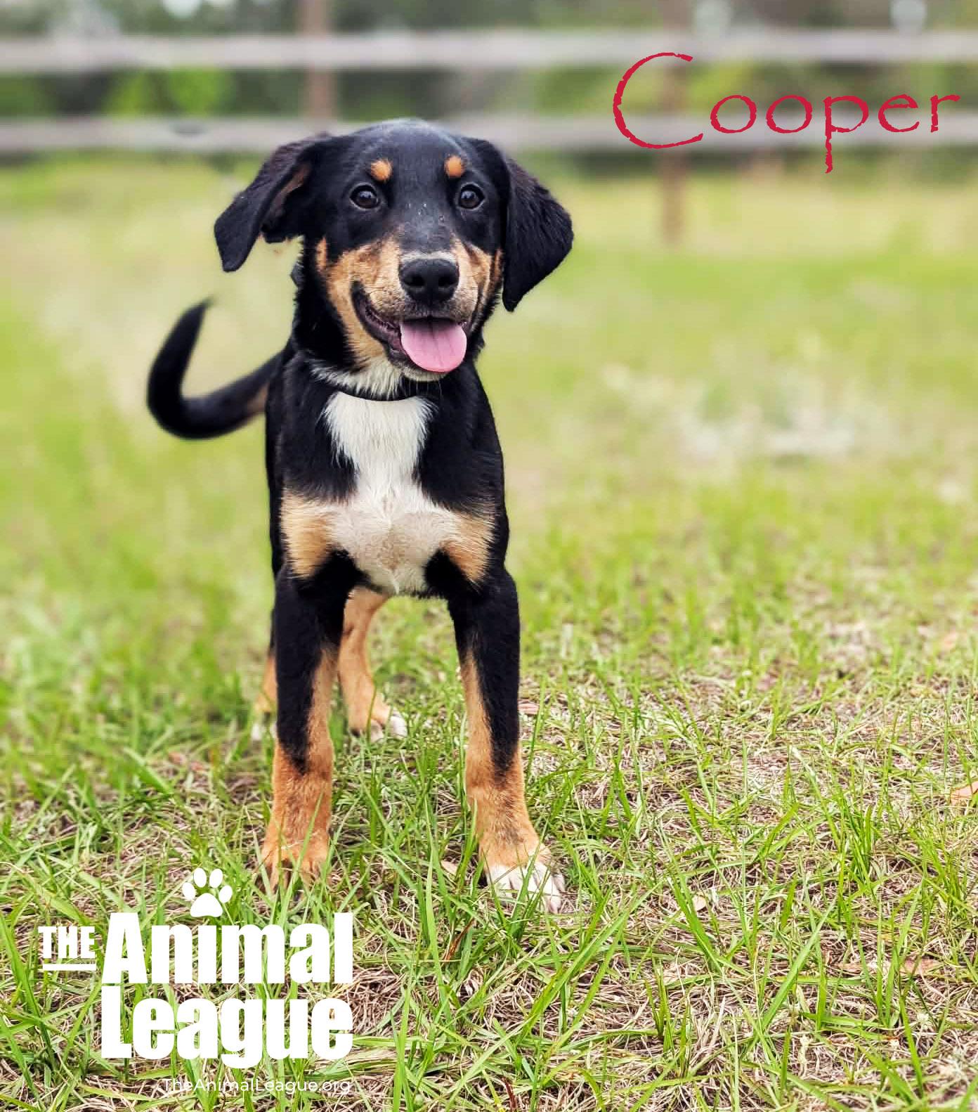 Enlarge Cooper, a Adoptable mixed breed in Groveland, FL image 2/5