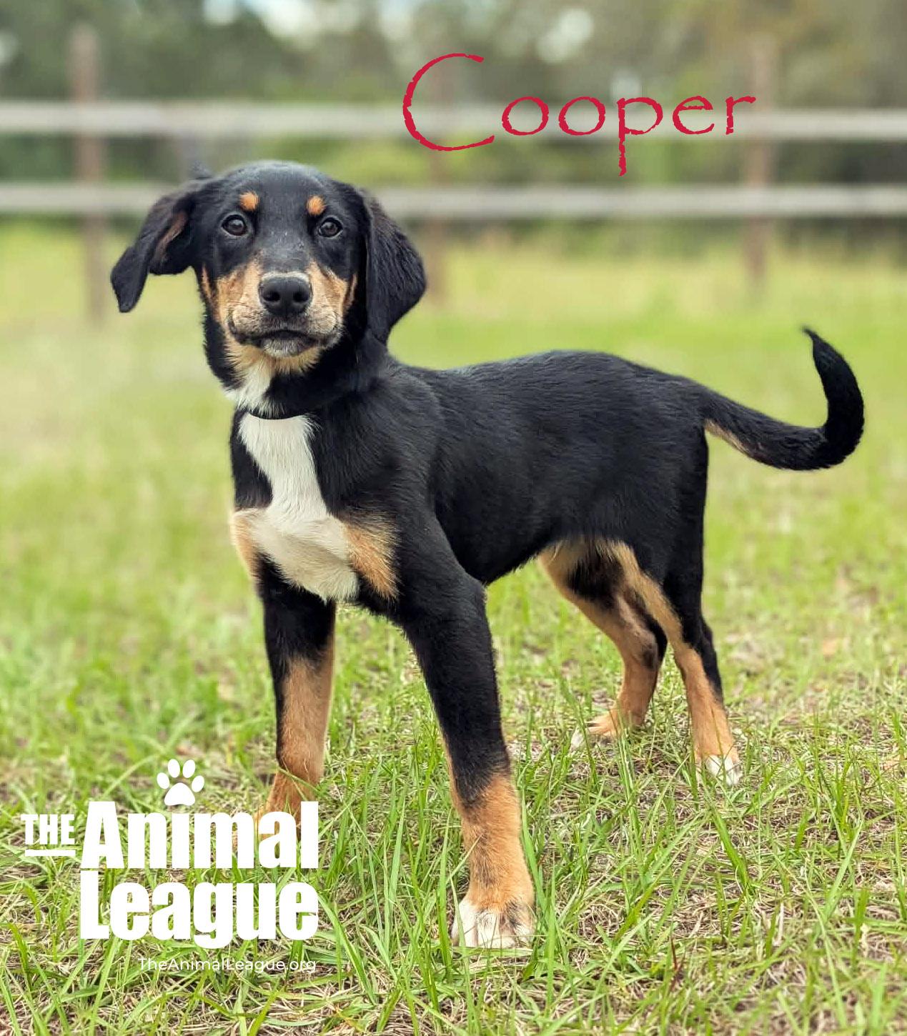 Cooper, Adoptable, Young Male Australian Shepherd.