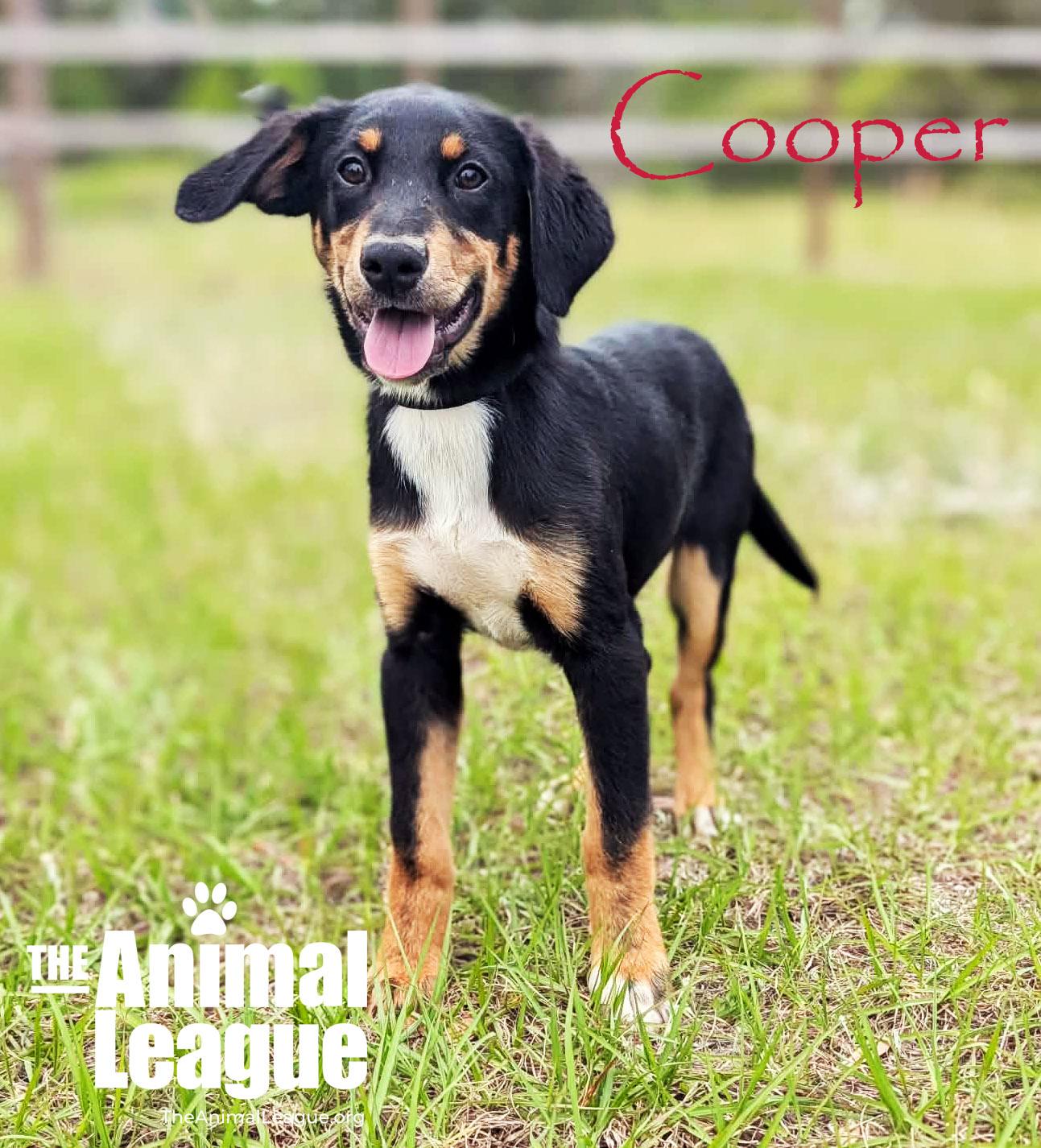 Enlarge Cooper, a Adoptable mixed breed in Groveland, FL image 4/5