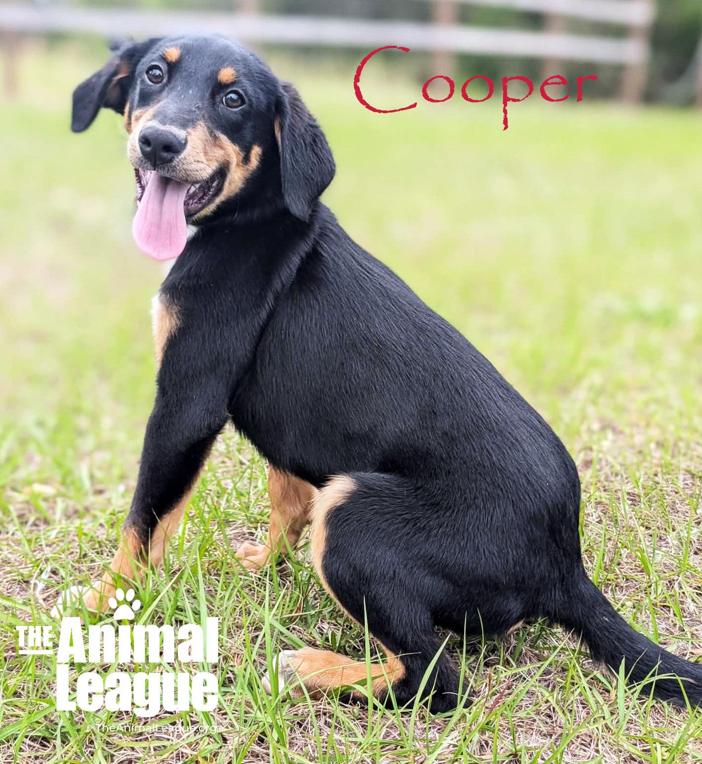 Enlarge Cooper, a Adoptable mixed breed in Groveland, FL image 5/5