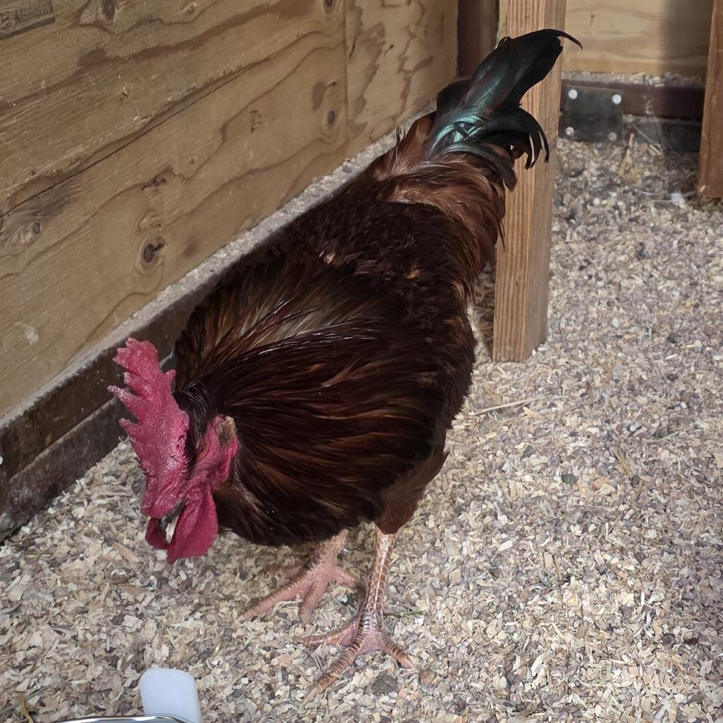 Artax, Adoptable, Young Male Chicken.