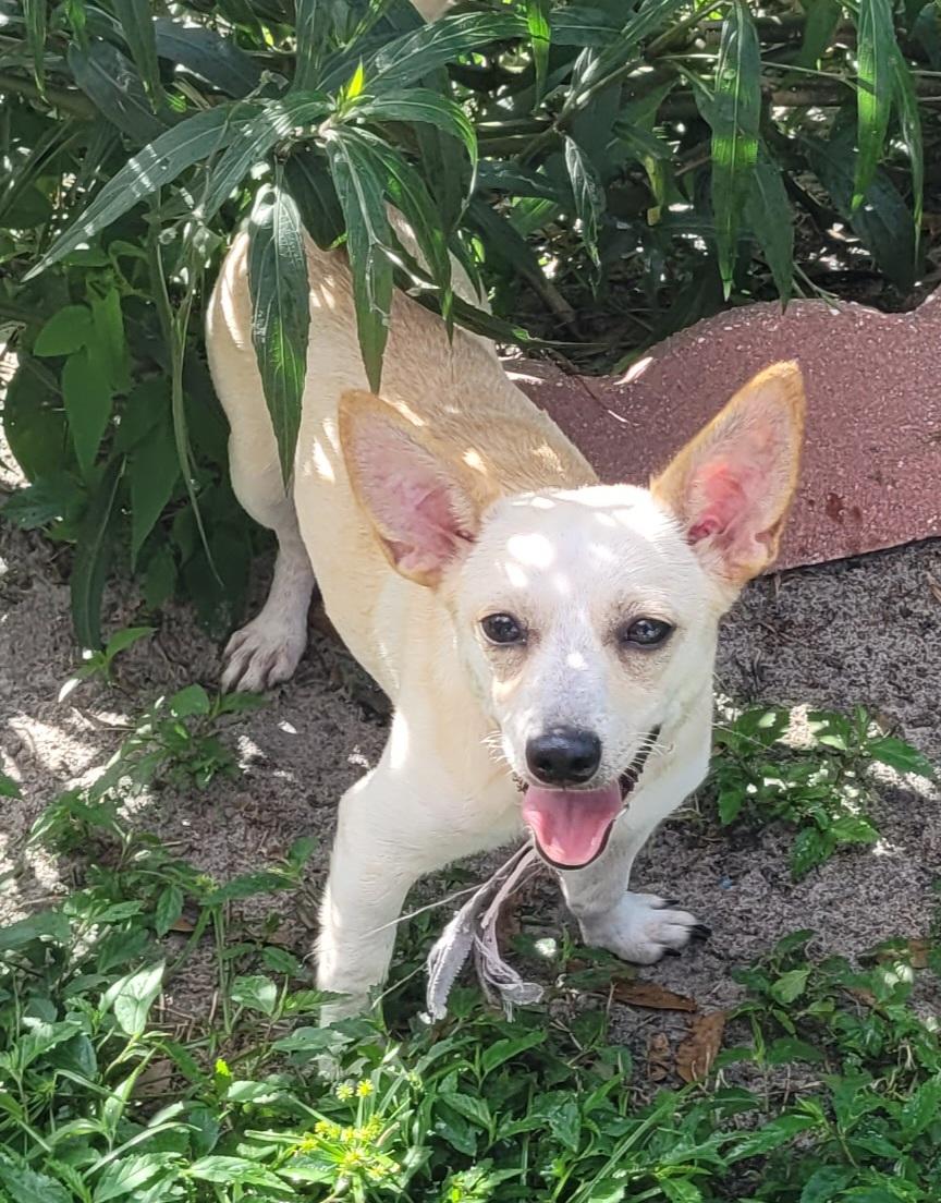 Enlarge JoJo, a Adopted mixed breed in Chiefland, FL image 1/3