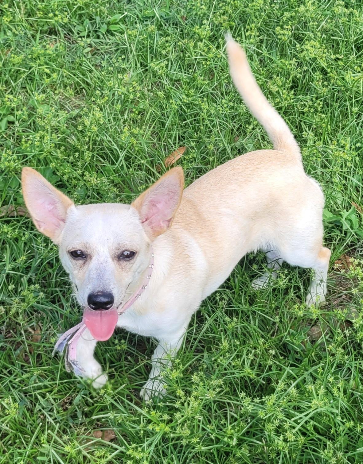Enlarge JoJo, a Adopted mixed breed in Chiefland, FL image 2/3