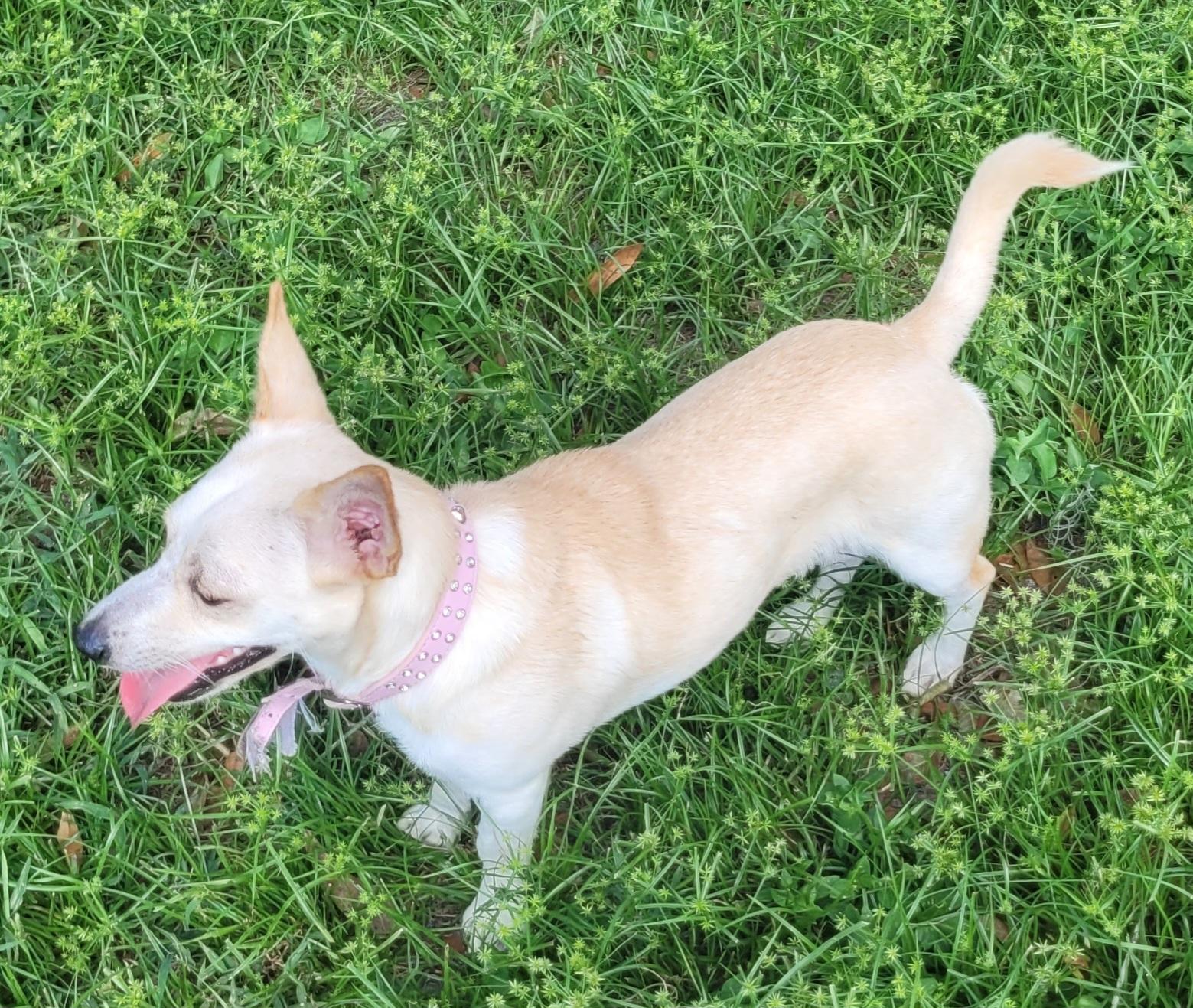 Enlarge JoJo, a Adopted mixed breed in Chiefland, FL image 3/3