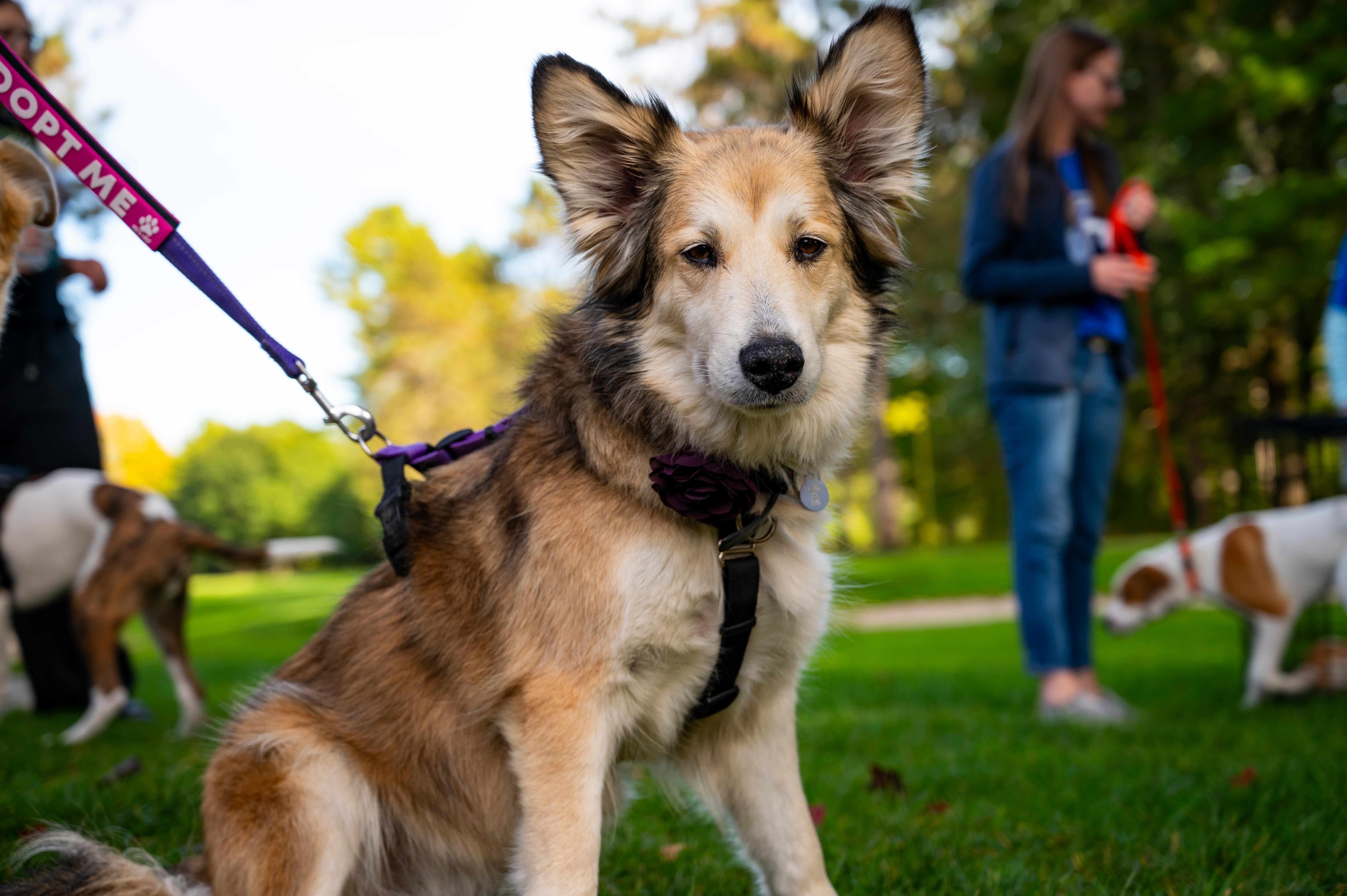 Lucy, Adoptable, Adult Female Australian Shepherd.