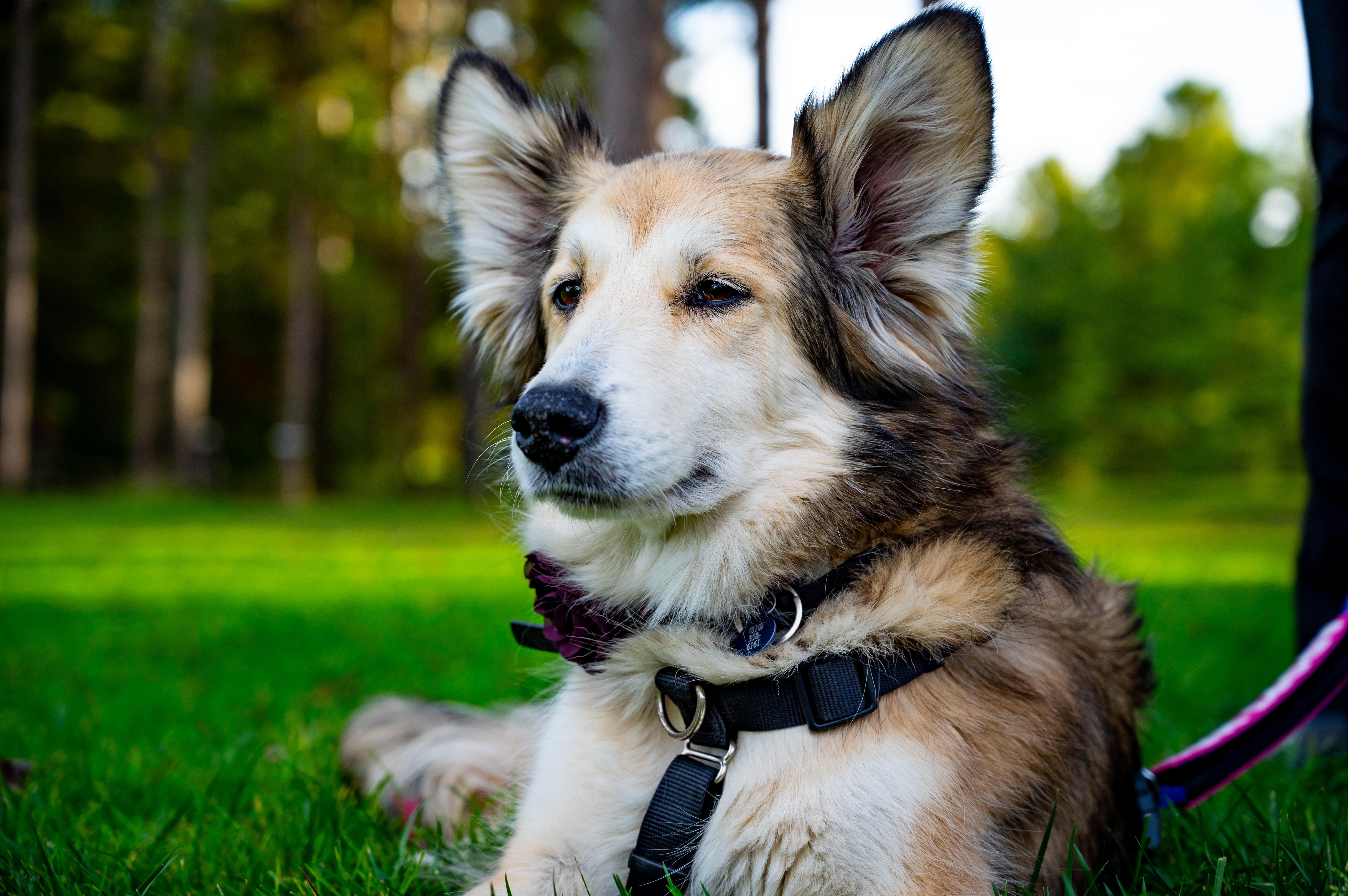 Enlarge Lucy, a Adoptable mixed breed in Kalkaska, MI image 2/6