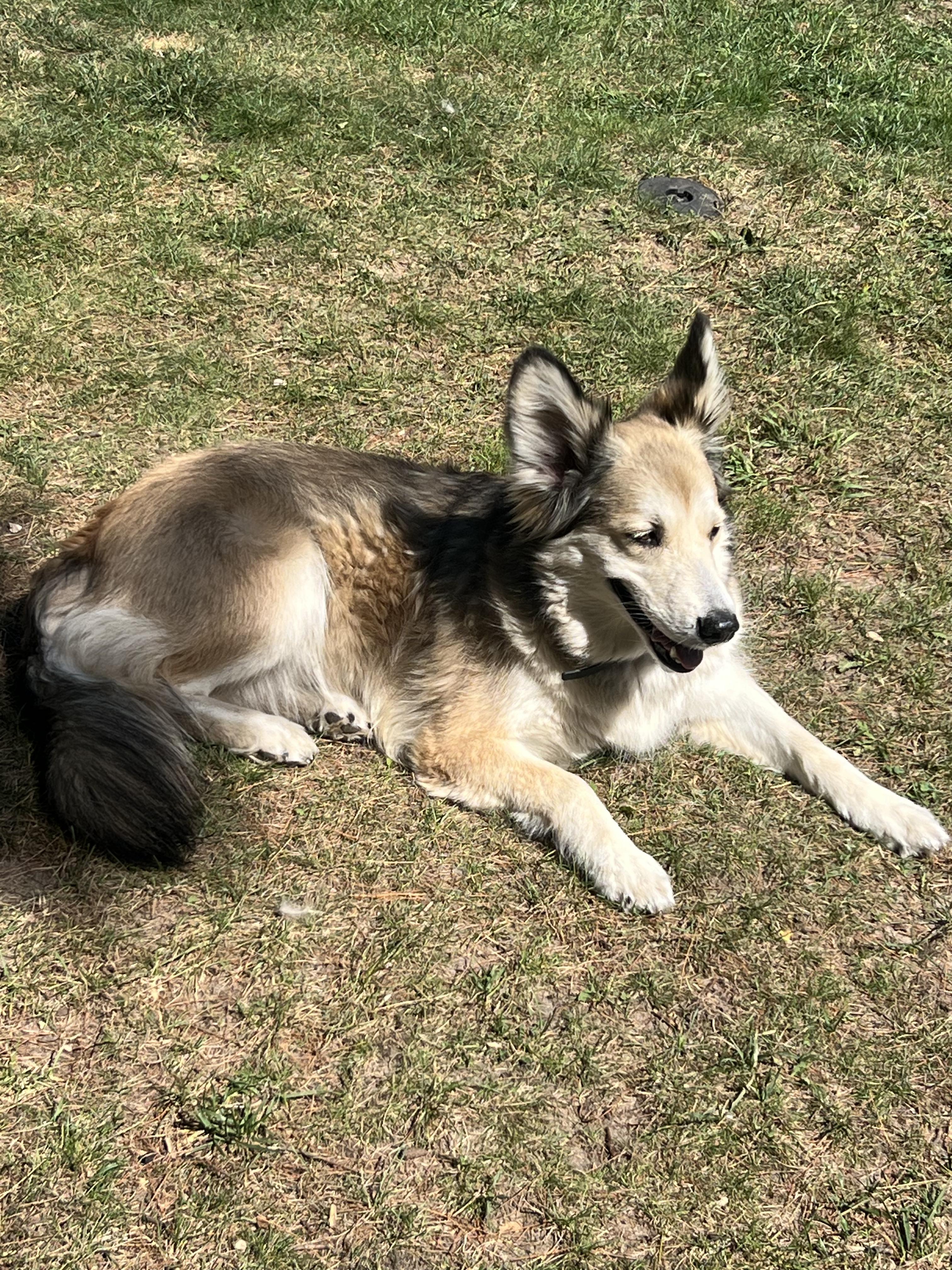 Enlarge Lucy, a Adoptable mixed breed in Kalkaska, MI image 5/6