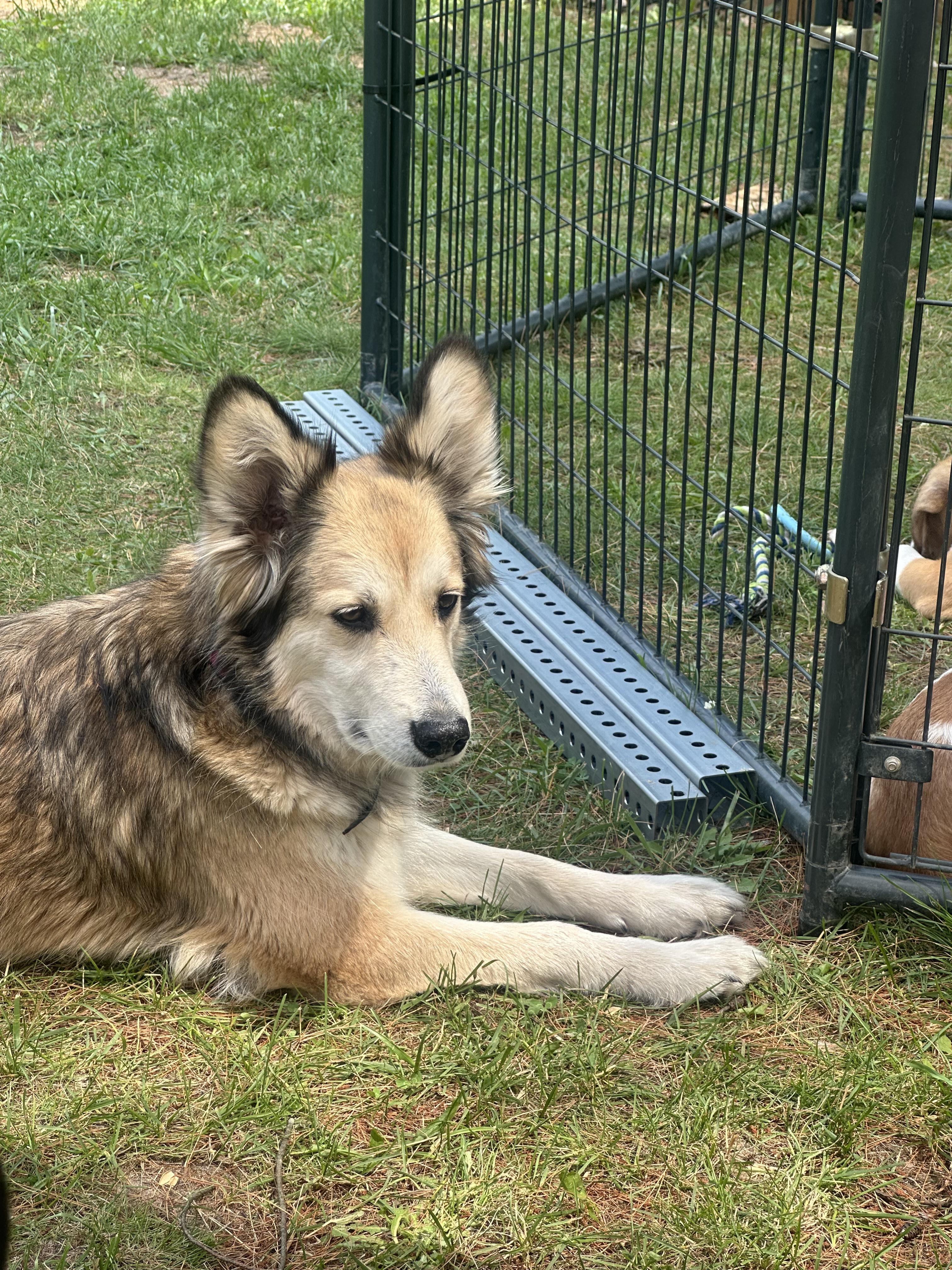 Enlarge Lucy, a Adoptable mixed breed in Kalkaska, MI image 4/6