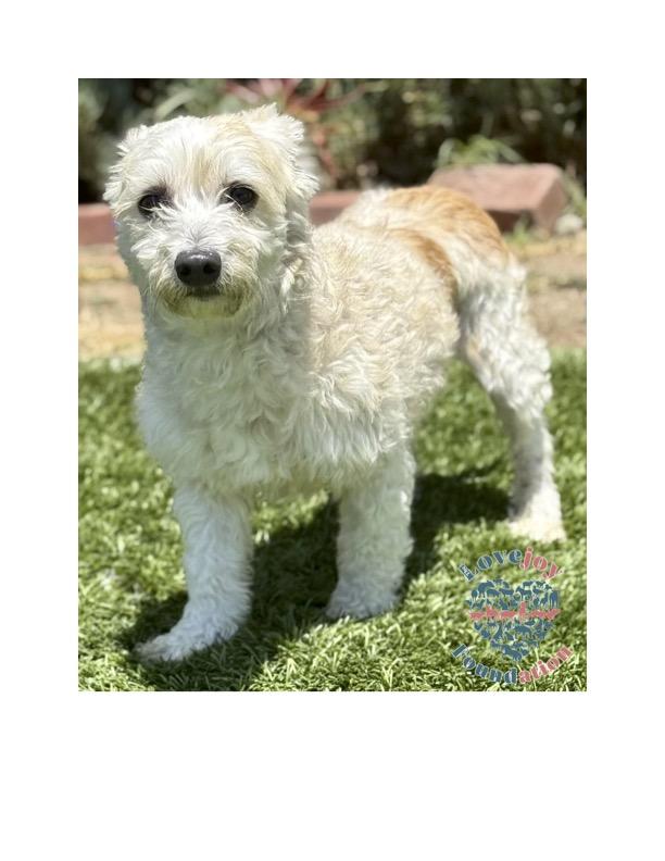 Meet Gizmo a 5 year old Poodle Mix with a heart full of love and a gentle soul He came