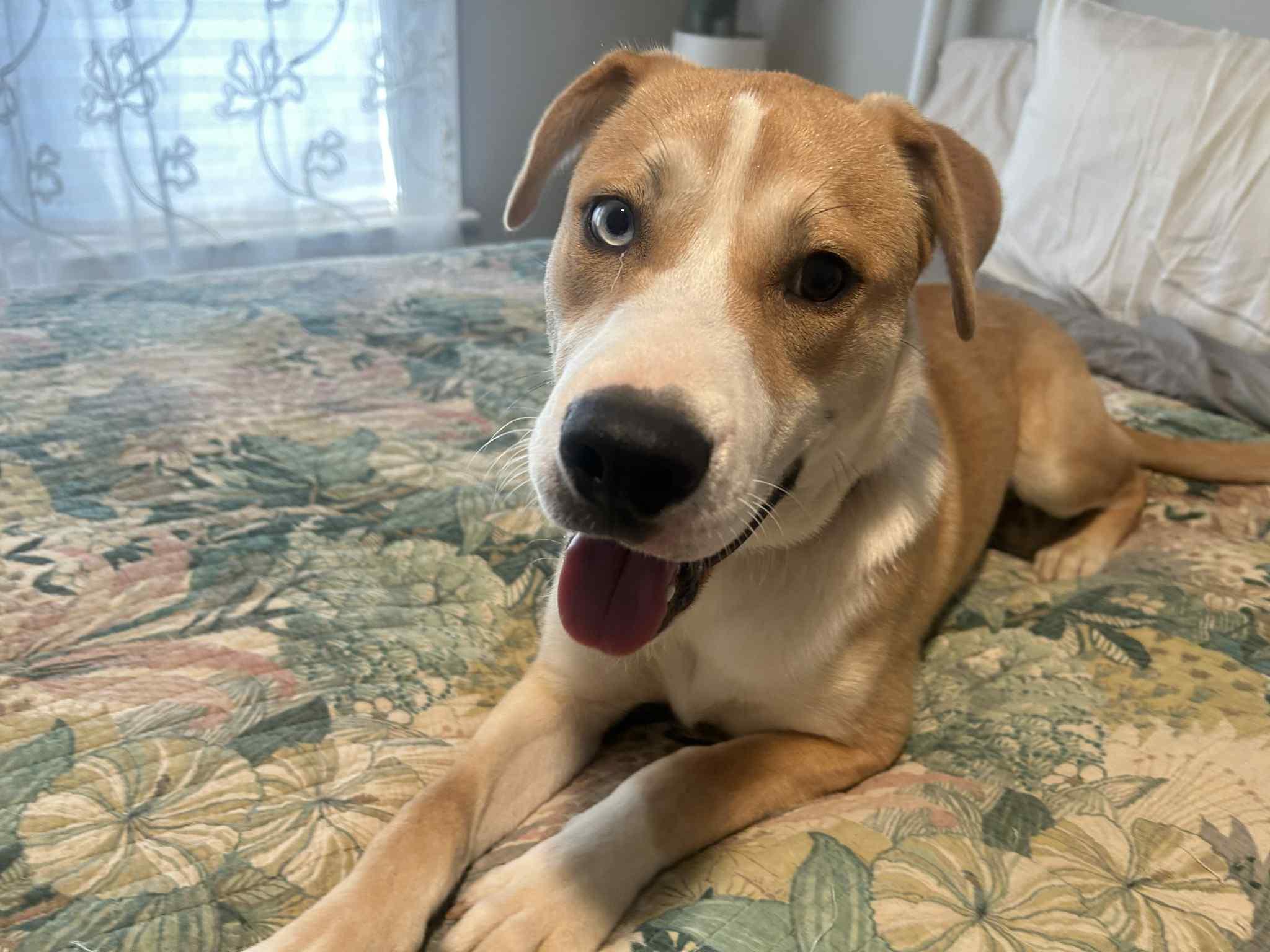 Enlarge Dodge, a Adoptable mixed breed in Atlanta, GA image 4/5