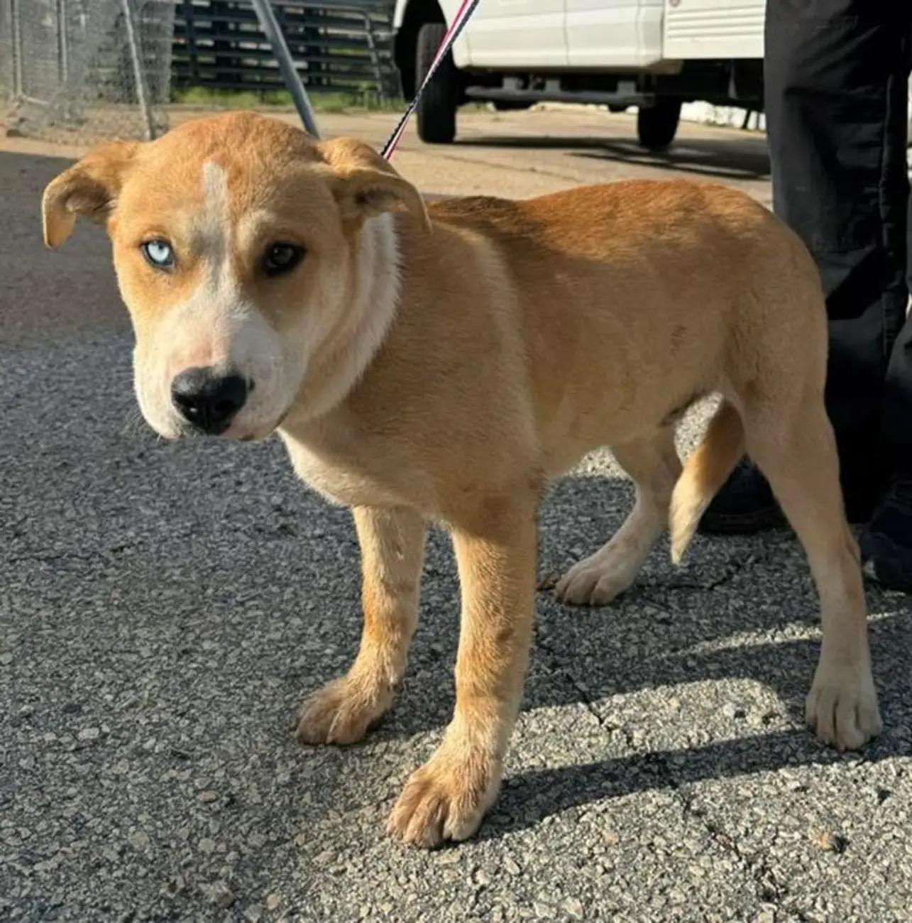 Enlarge Dodge, a Adoptable mixed breed in Atlanta, GA image 2/5