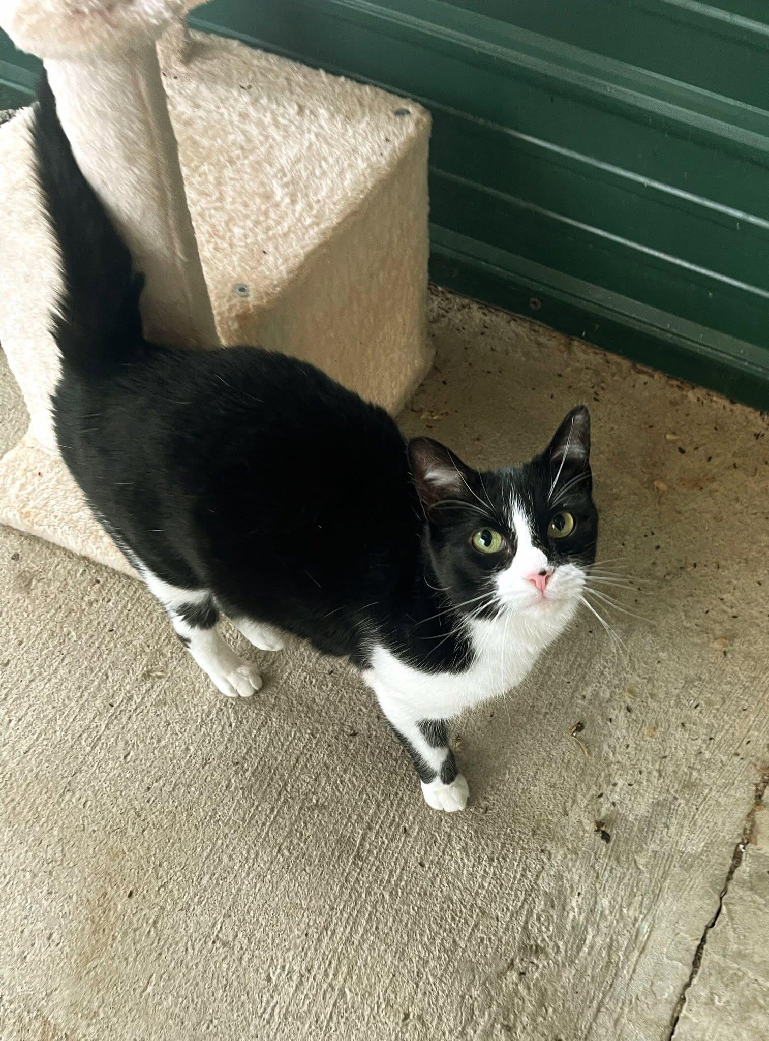 Zoe, Adopted, Senior Female American Shorthair.