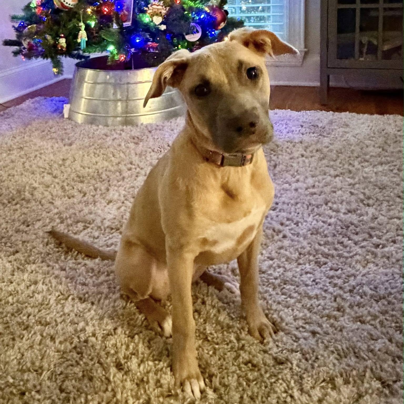 Enlarge Waffles, an adopted mixed breed in Waxhaw, NC image 1/4