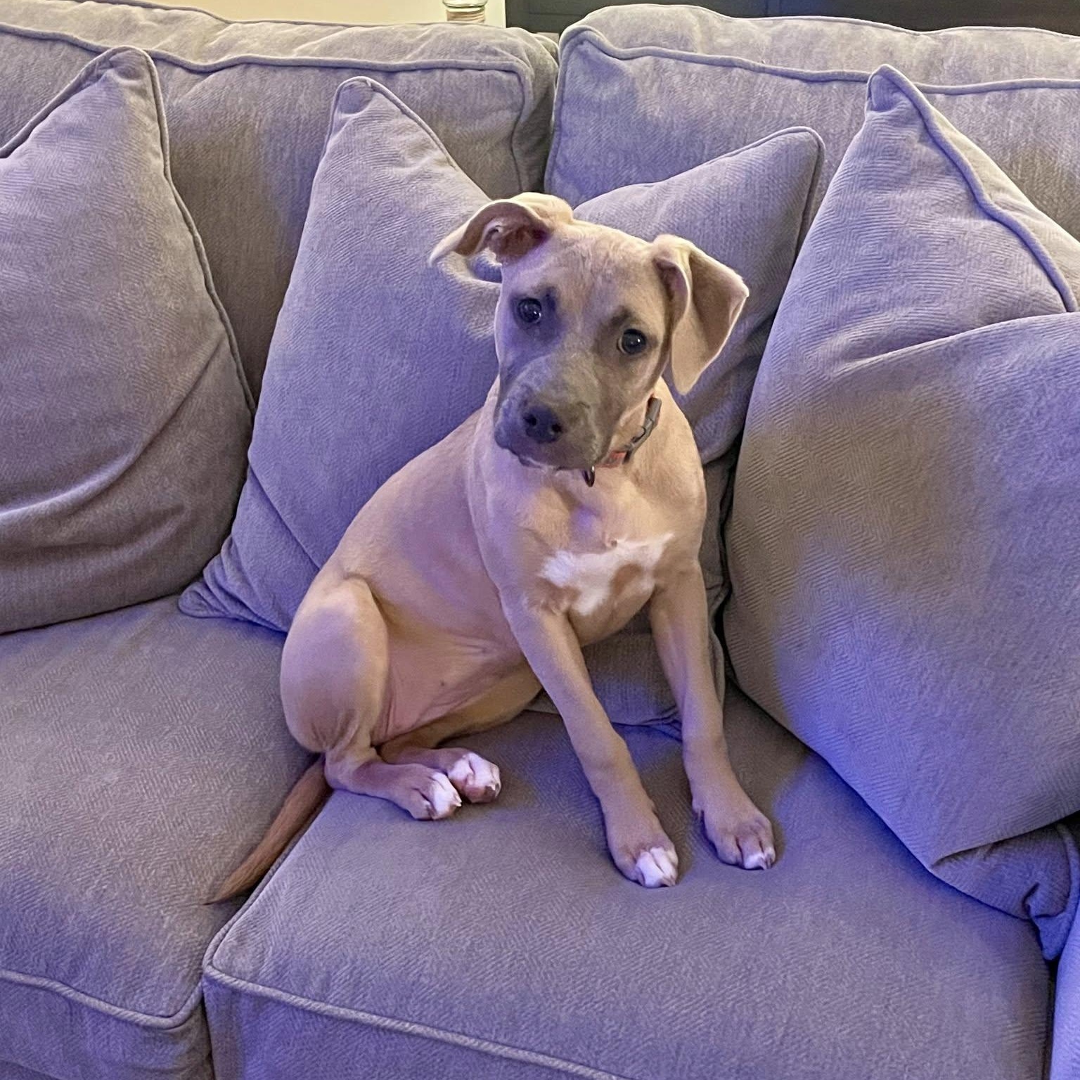 Enlarge Waffles, an adopted mixed breed in Waxhaw, NC image 3/4