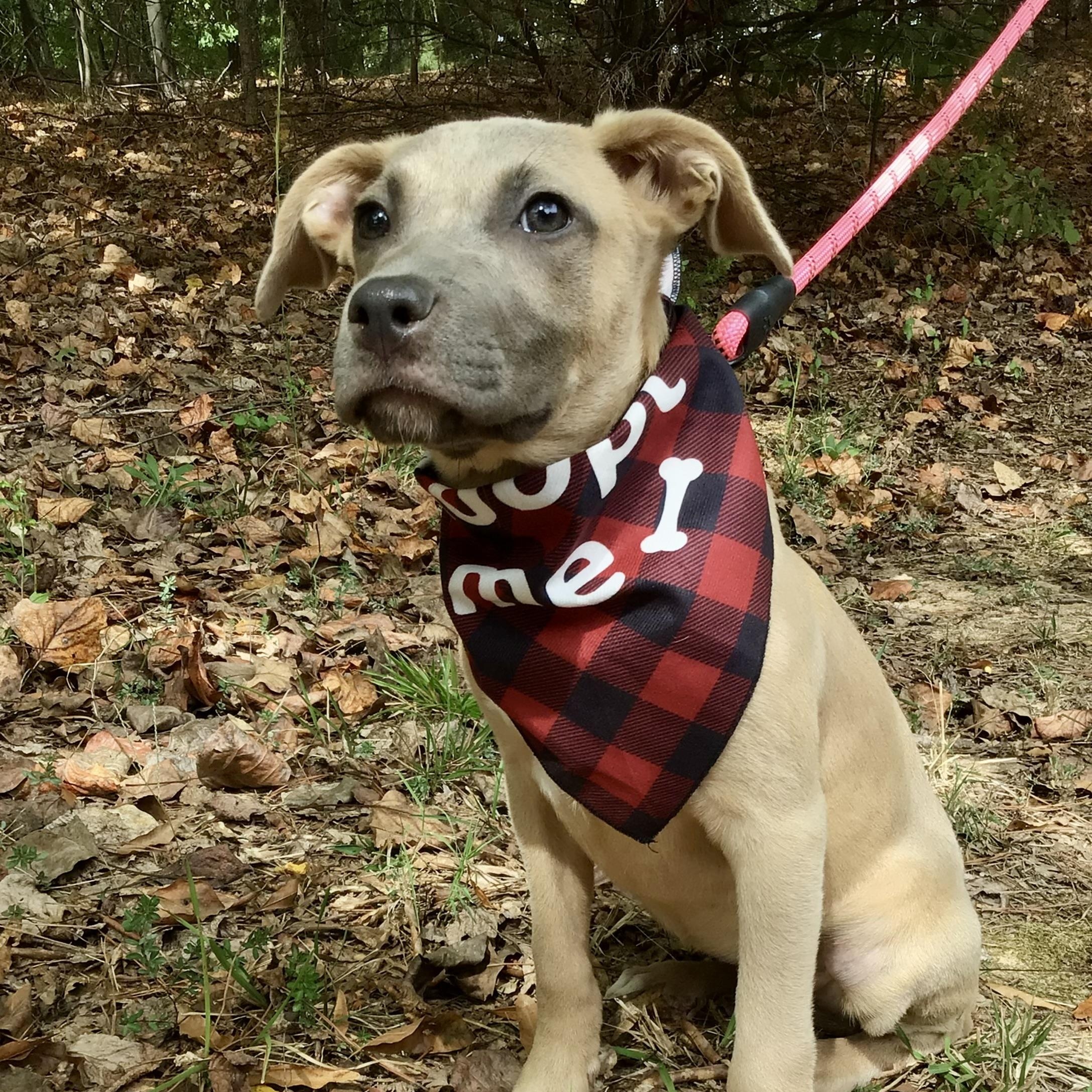 Waffles, Adoptable, Puppy Female Shepherd & Terrier.