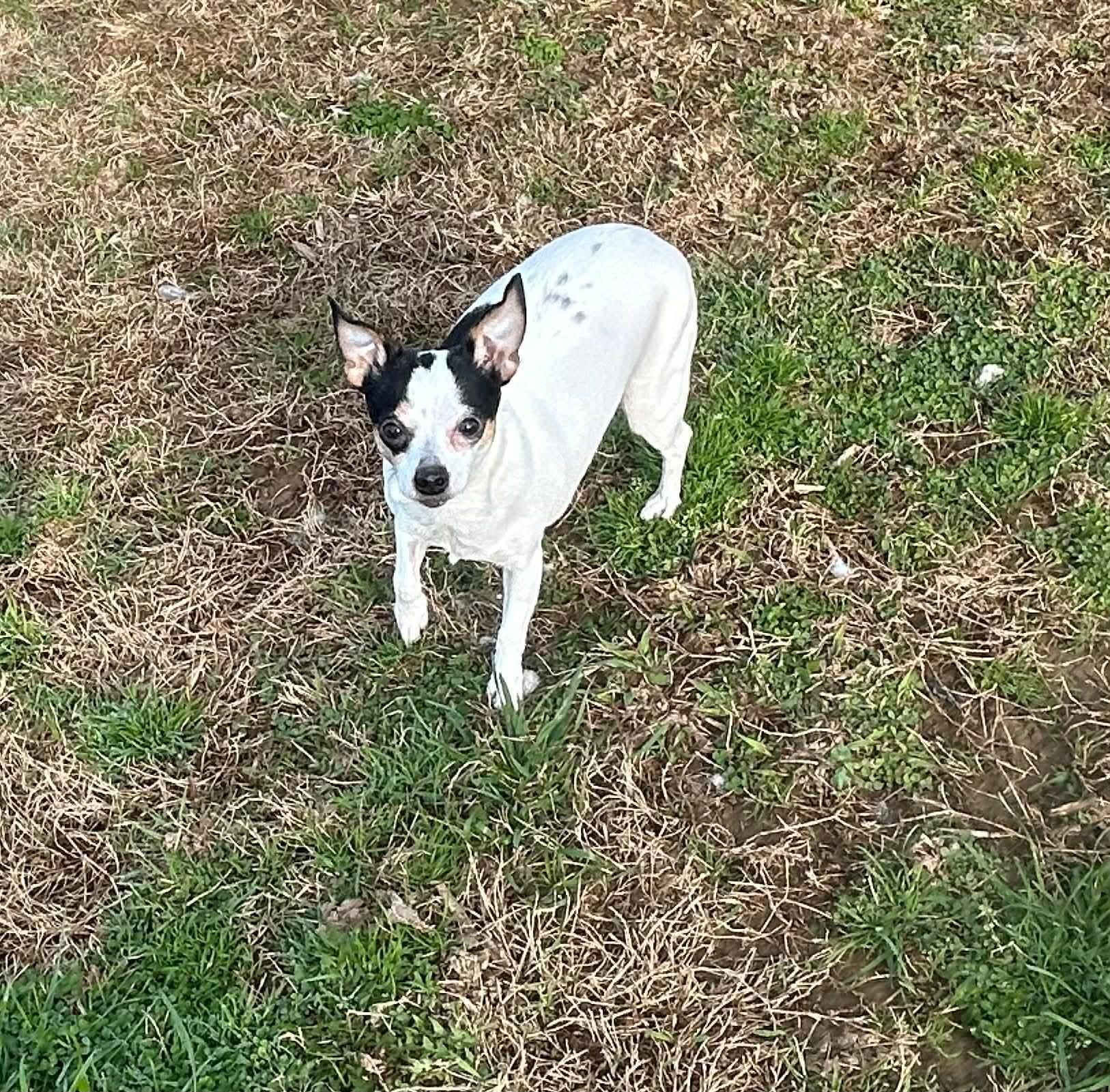 Bella, an adopted Chihuahua in Campbellsville, KY image 3/3