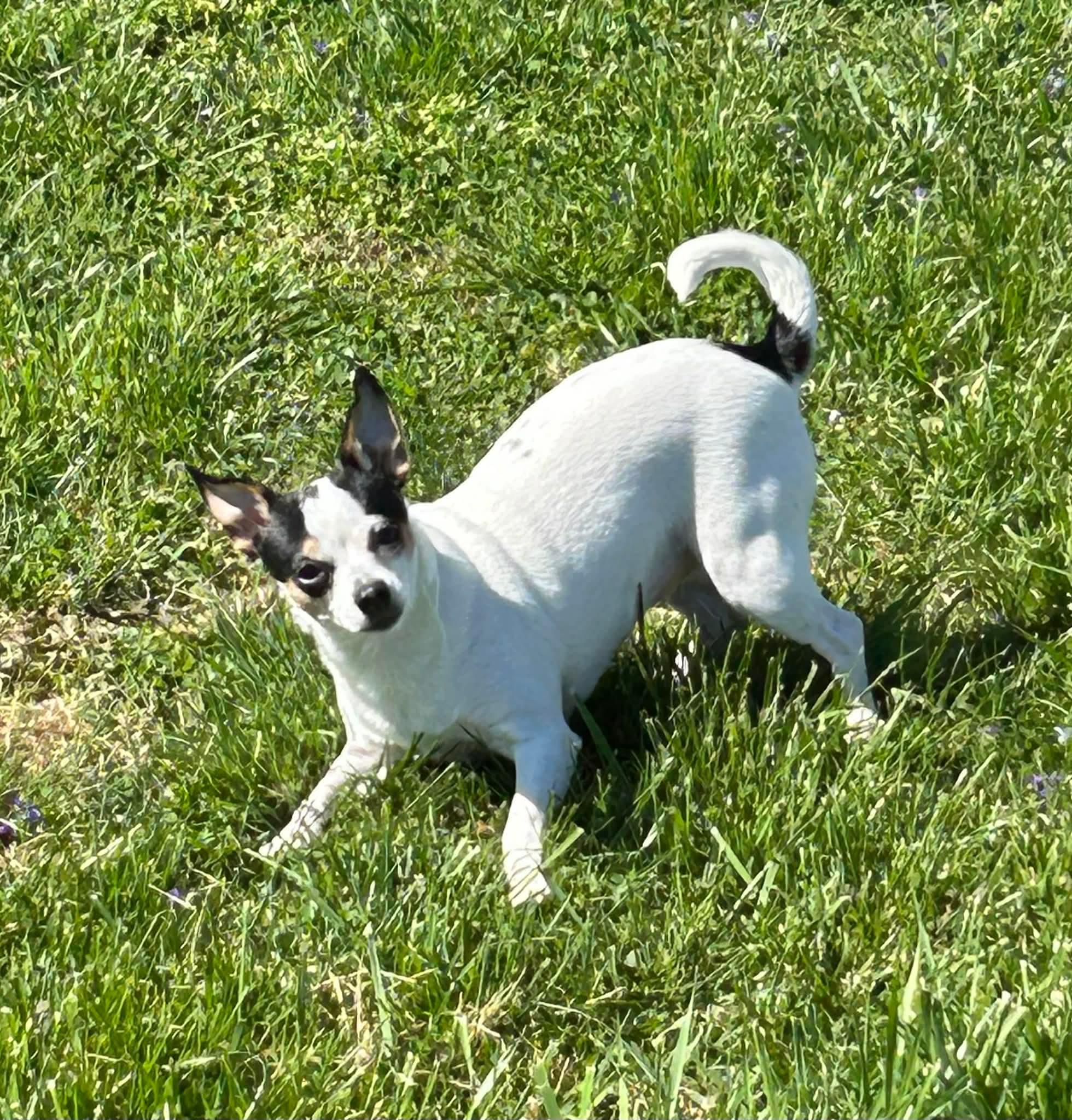Bella, adopted, Adult Female Chihuahua.