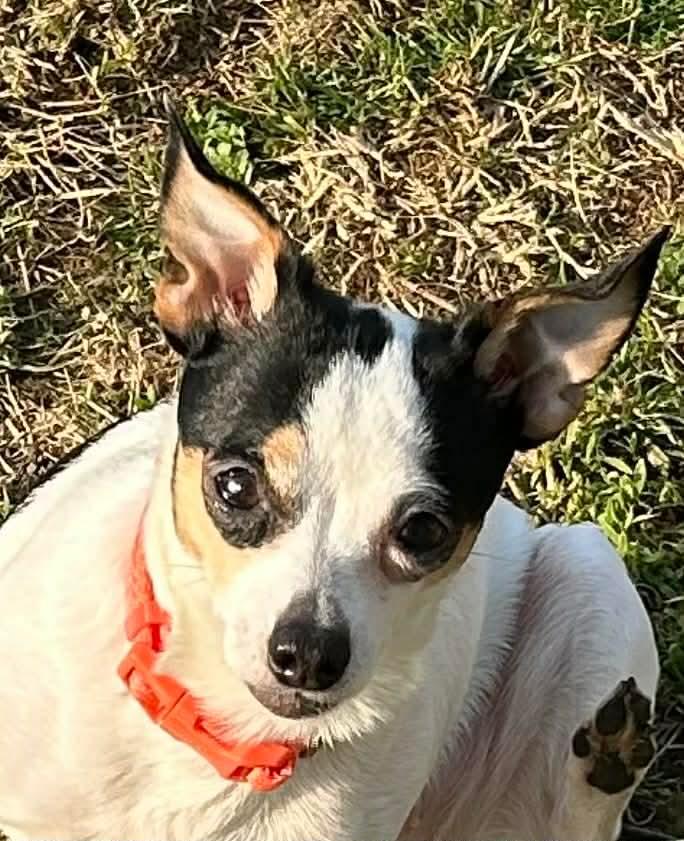 Bella, an adopted Chihuahua in Campbellsville, KY image 2/3