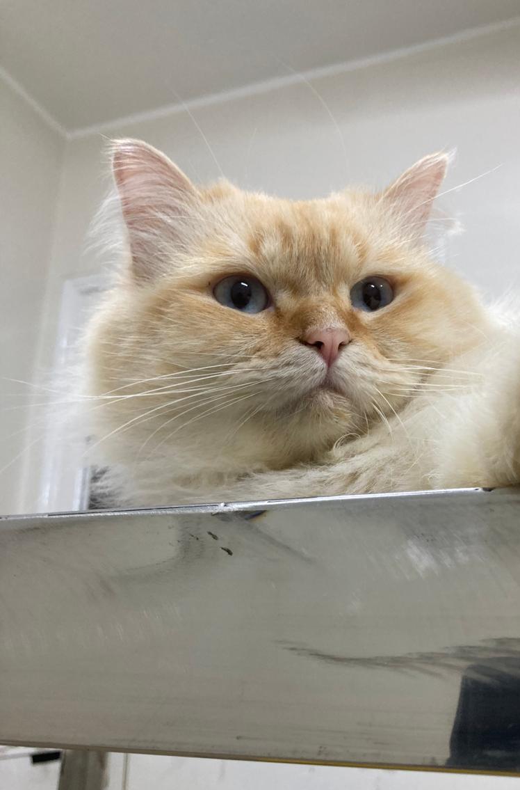 Leo, a ADOPTABLE mixed breed in North York, ON image 1/3