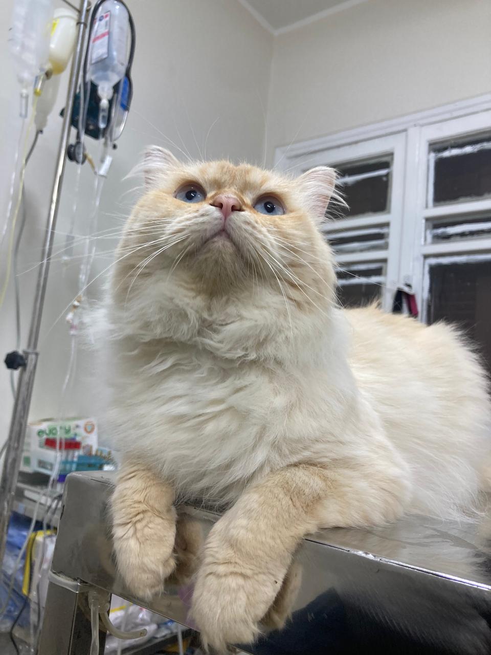 Leo, ADOPTABLE, Young Male Persian.