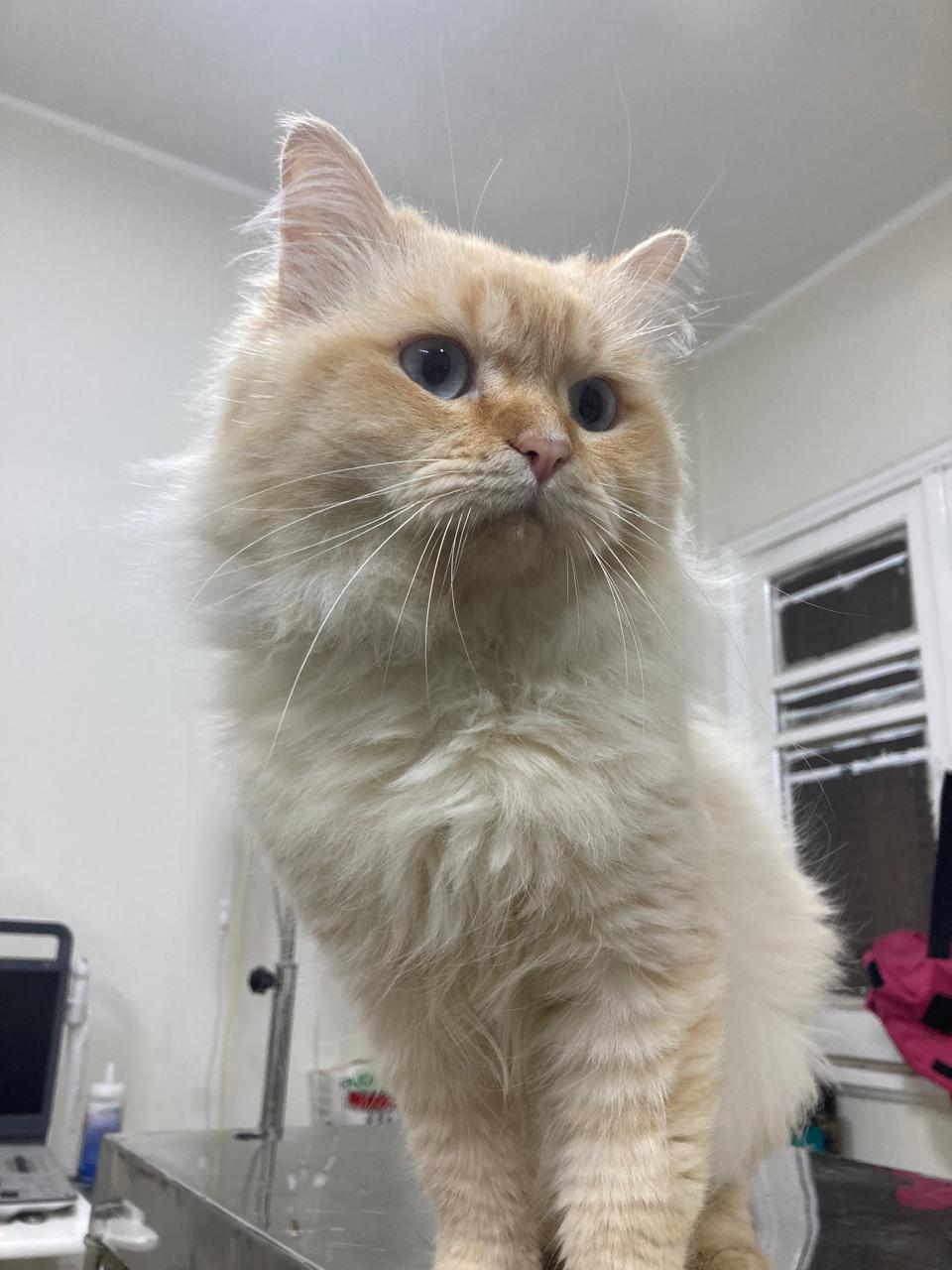 Leo, a ADOPTABLE mixed breed in North York, ON image 3/3