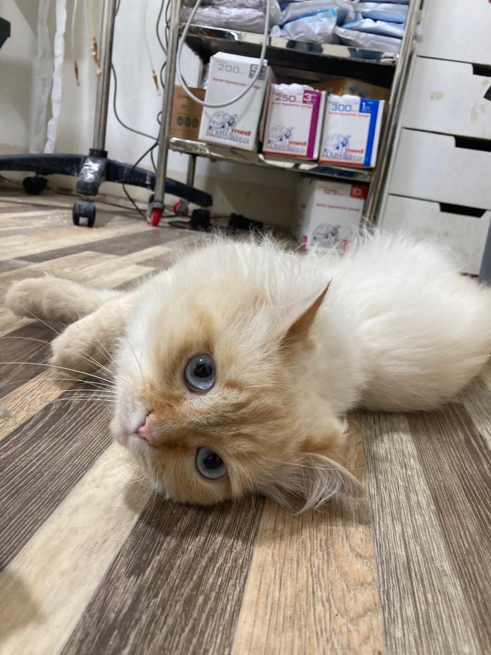 Leo, a ADOPTABLE mixed breed in North York, ON image 2/3