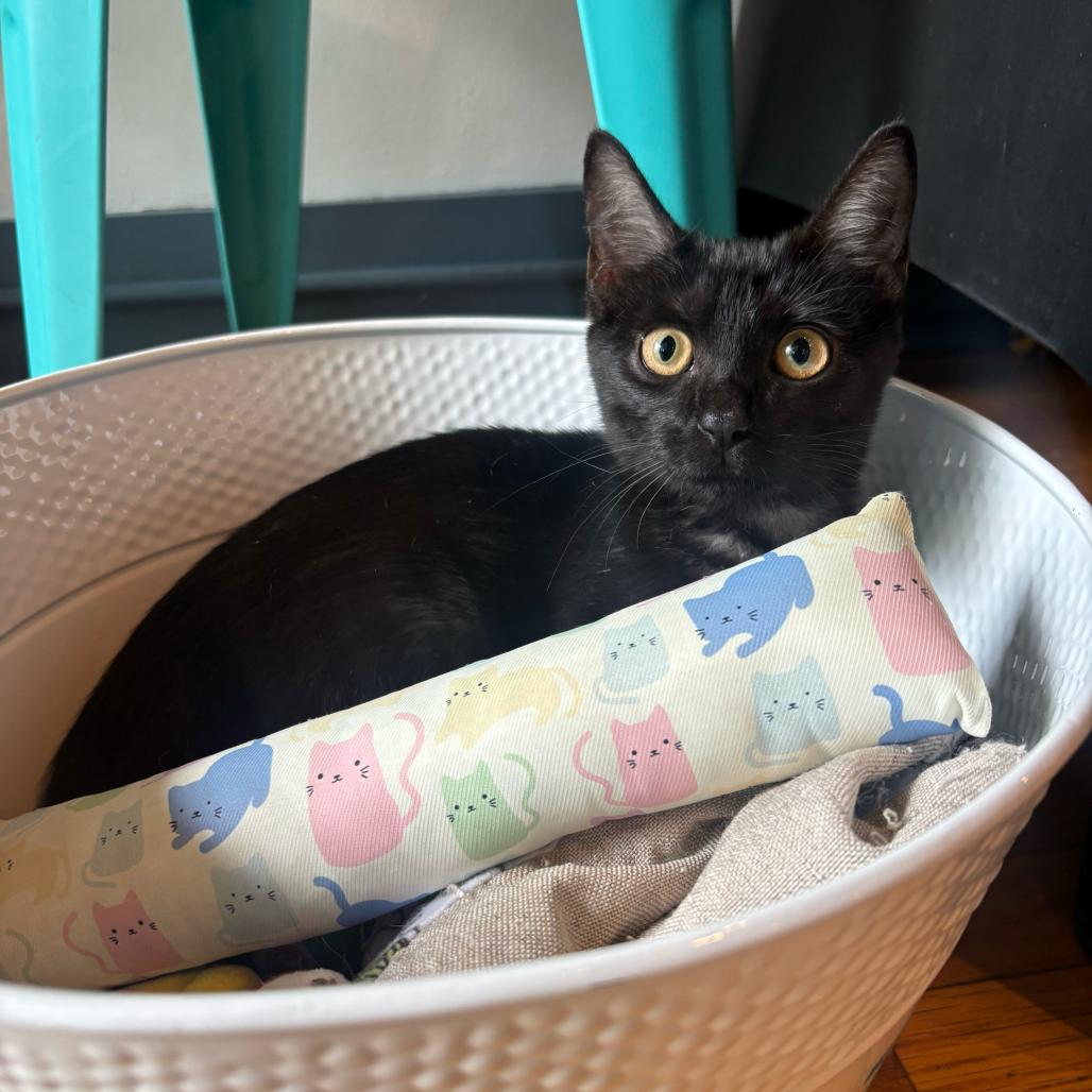 Enlarge Beauty, an adopted Domestic Short Hair in Stokesdale, NC image 3/3