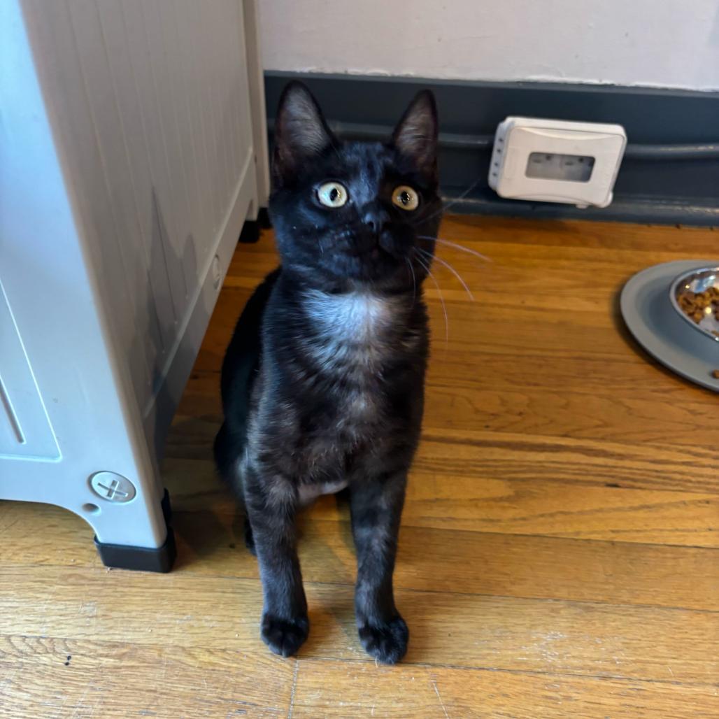 Enlarge Beauty, an adopted Domestic Short Hair in Stokesdale, NC image 1/3