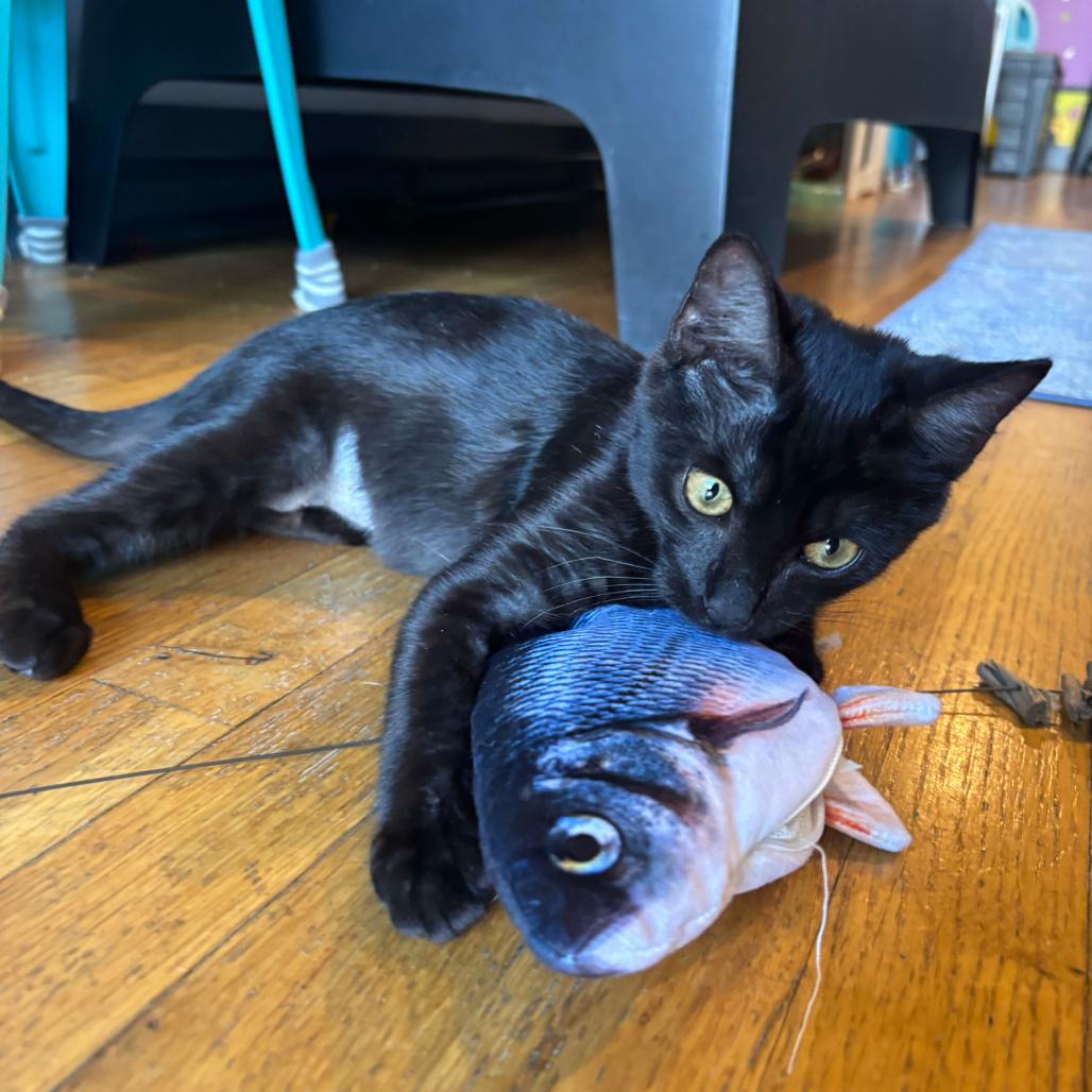 Enlarge Beauty, an adopted Domestic Short Hair in Stokesdale, NC image 2/3