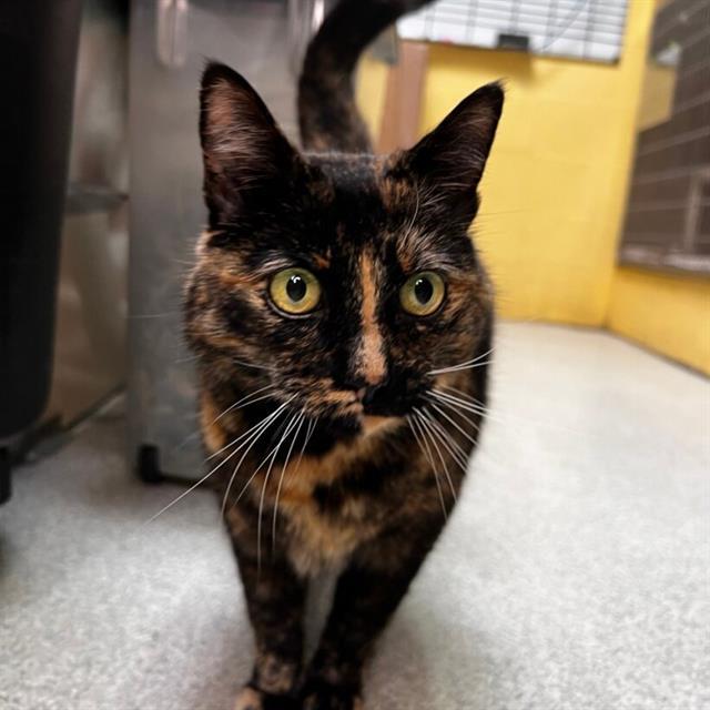 Enlarge MARBLE, a Adoptable Domestic Short Hair in Alameda, CA image 1/1