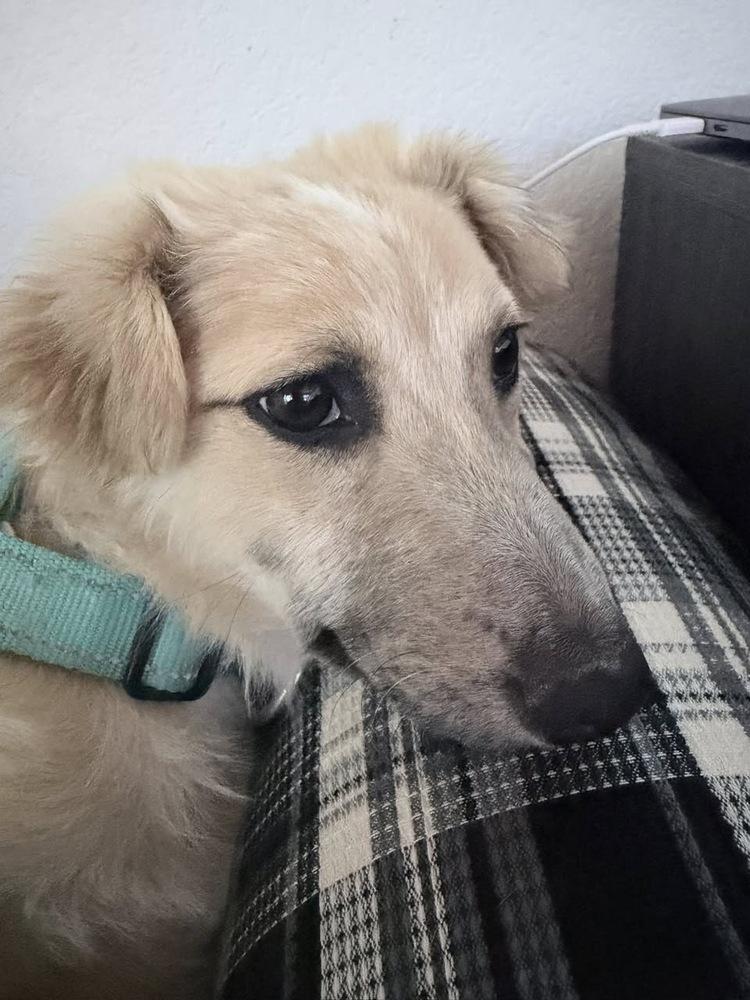 Enlarge Sky, a Adoptable mixed breed in Colorado Springs, CO image 1/6