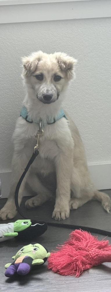 Enlarge Sky, a Adoptable mixed breed in Colorado Springs, CO image 2/6