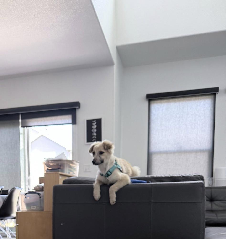 Enlarge Sky, a Adoptable mixed breed in Colorado Springs, CO image 3/6