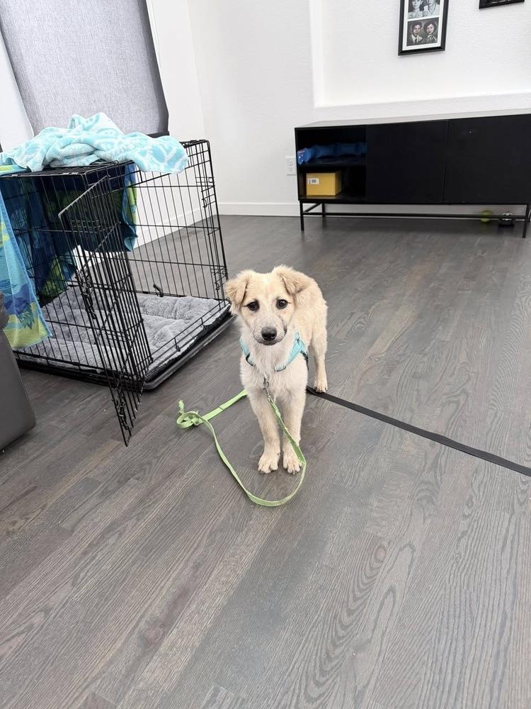 Enlarge Sky, a Adoptable mixed breed in Colorado Springs, CO image 4/6