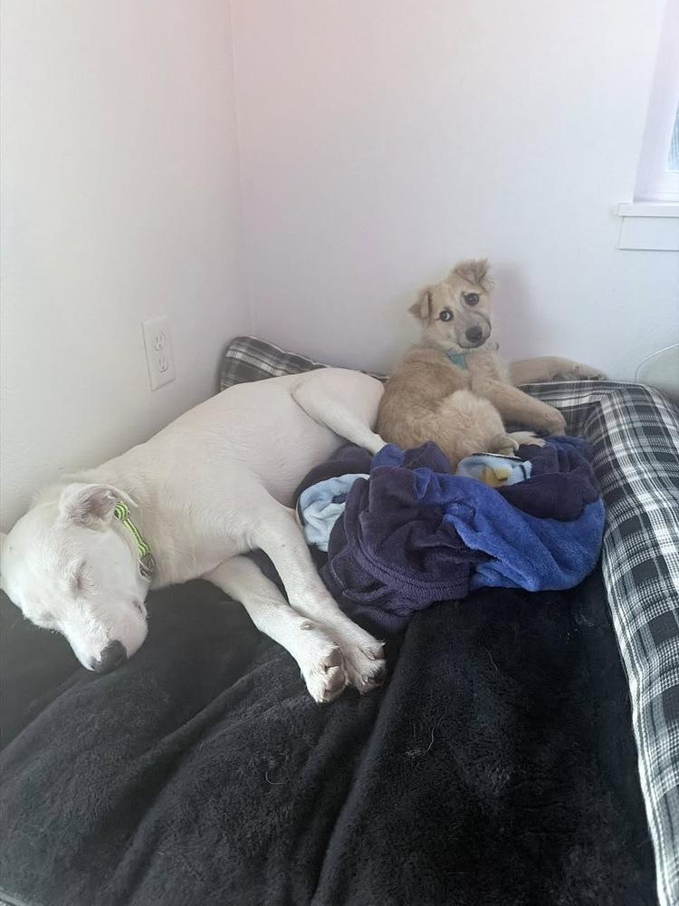 Enlarge Sky, a Adoptable mixed breed in Colorado Springs, CO image 5/6