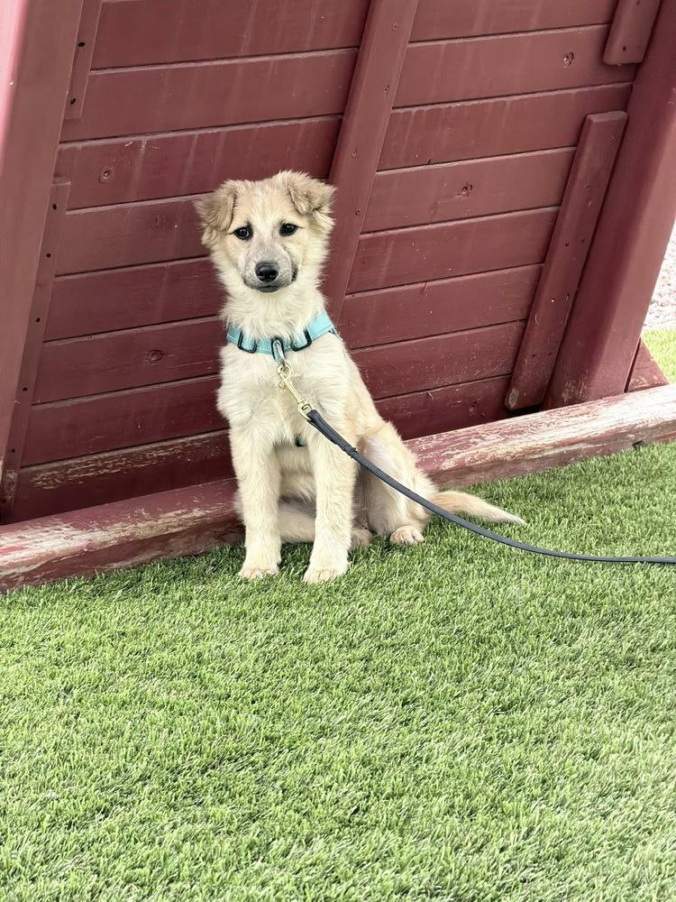 Enlarge Sky, a Adoptable mixed breed in Colorado Springs, CO image 6/6