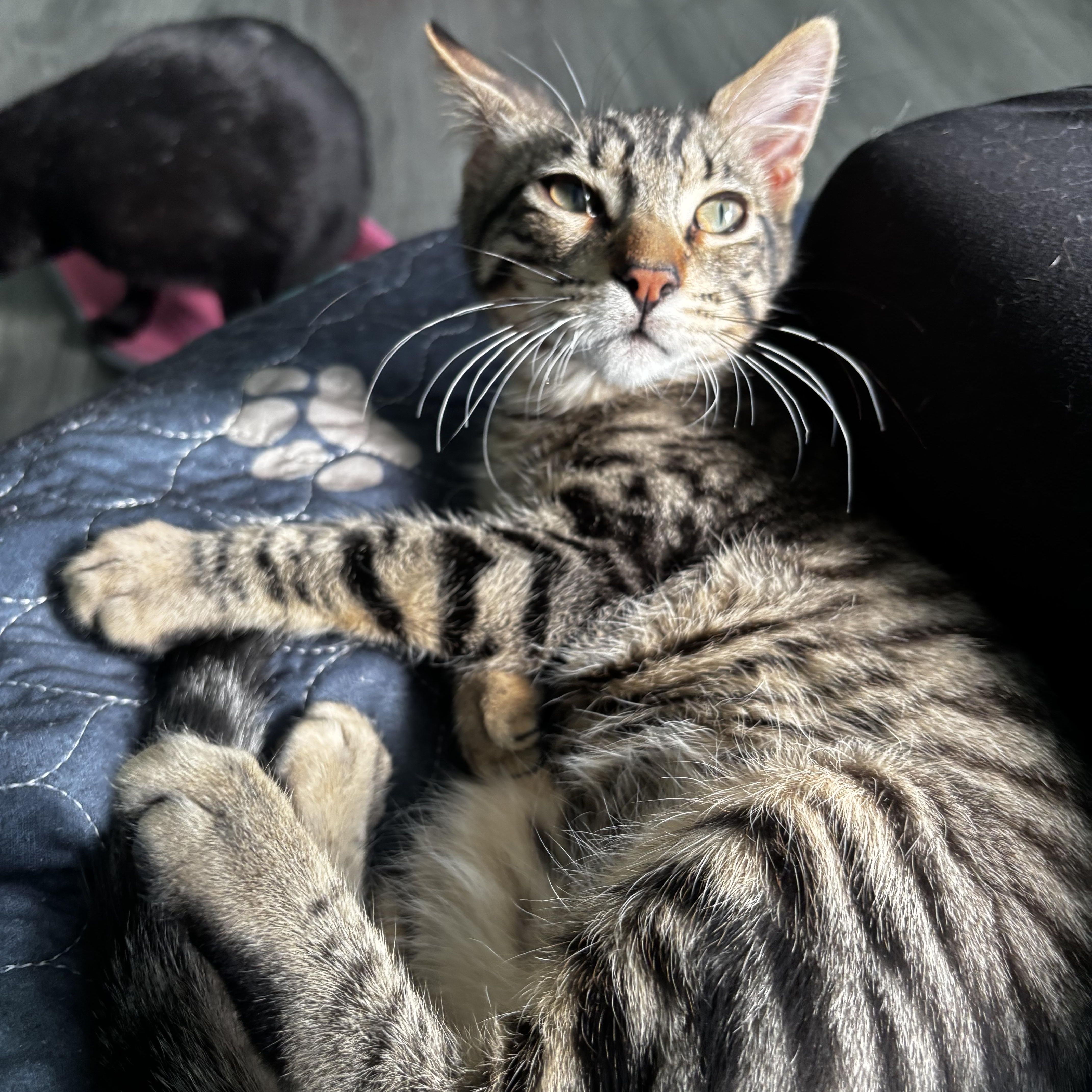 SIRSKI - PLAYFUL & LOVING LAPCAT photo 2